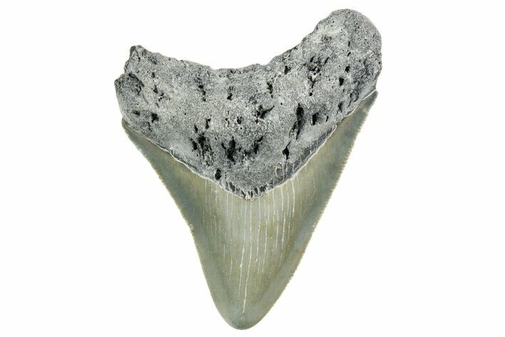 Serrated, Juvenile Megalodon Tooth - North Carolina #352415